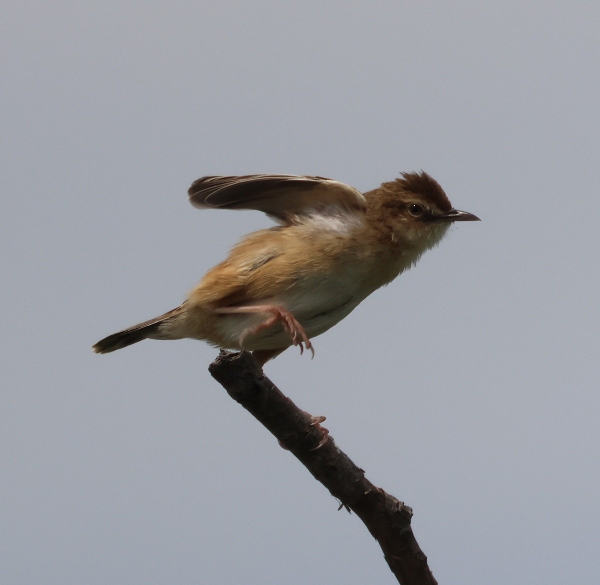 Zitting Cisticola - ML637111149