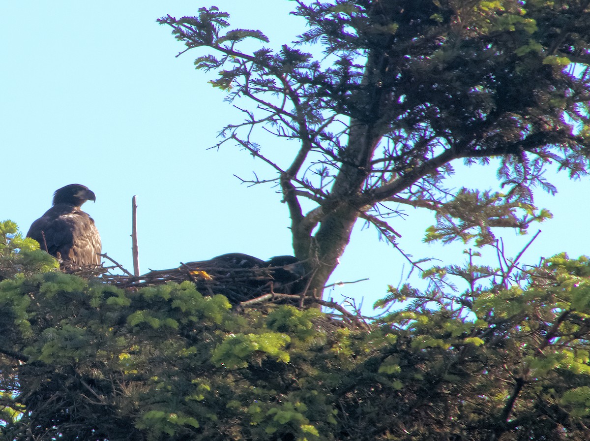 Bald Eagle - ML637111164