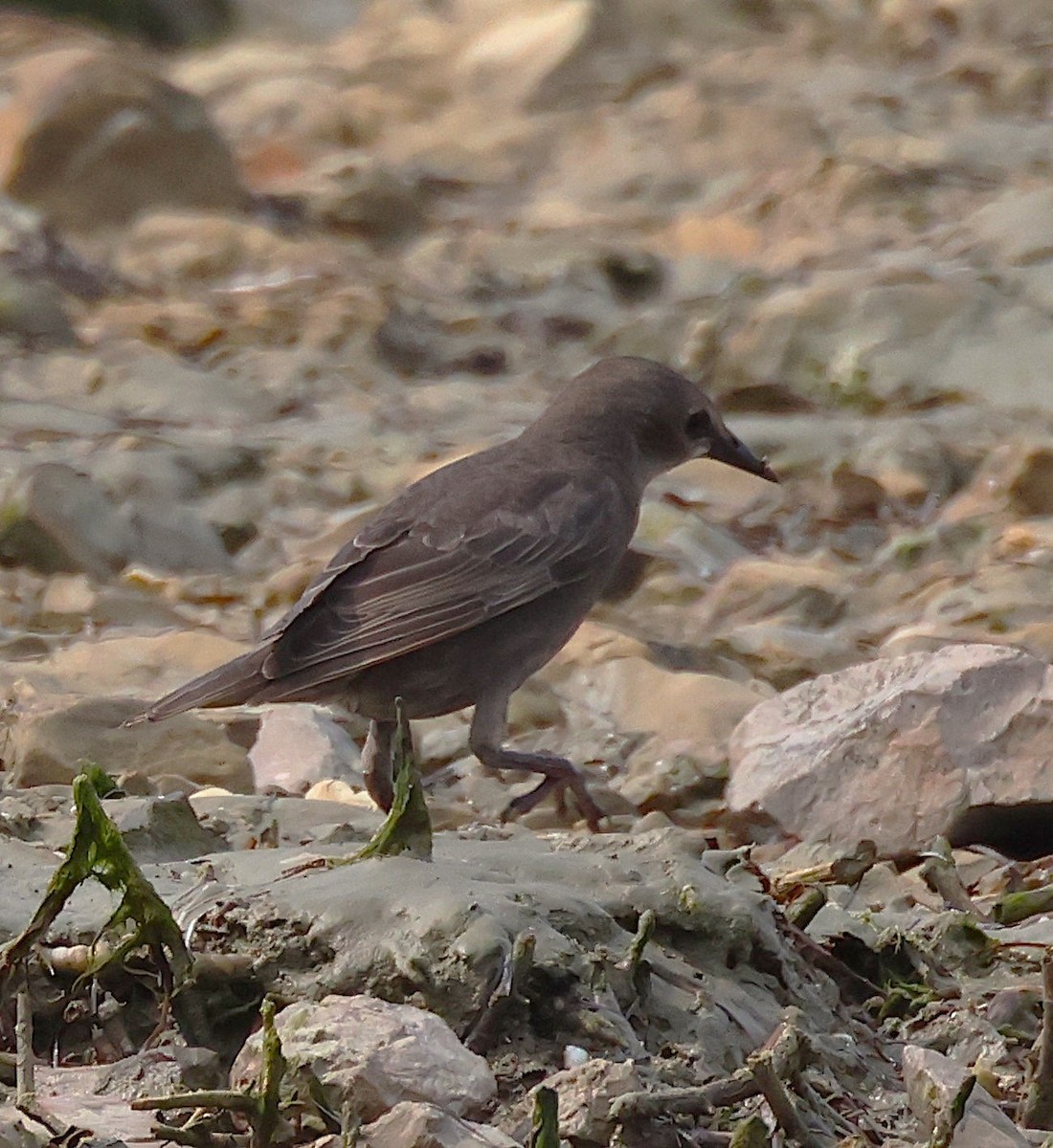 European Starling - ML637111198