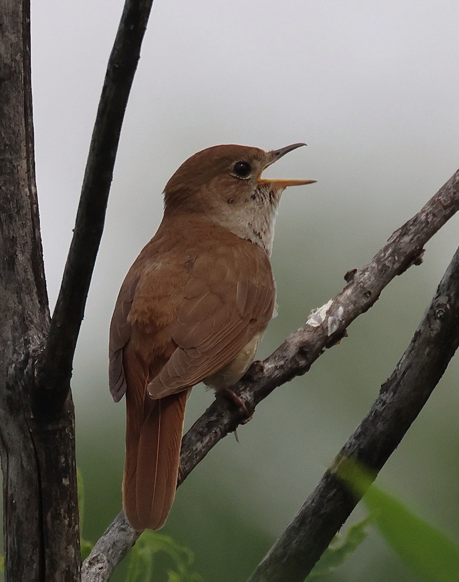 Common Nightingale - ML637111211
