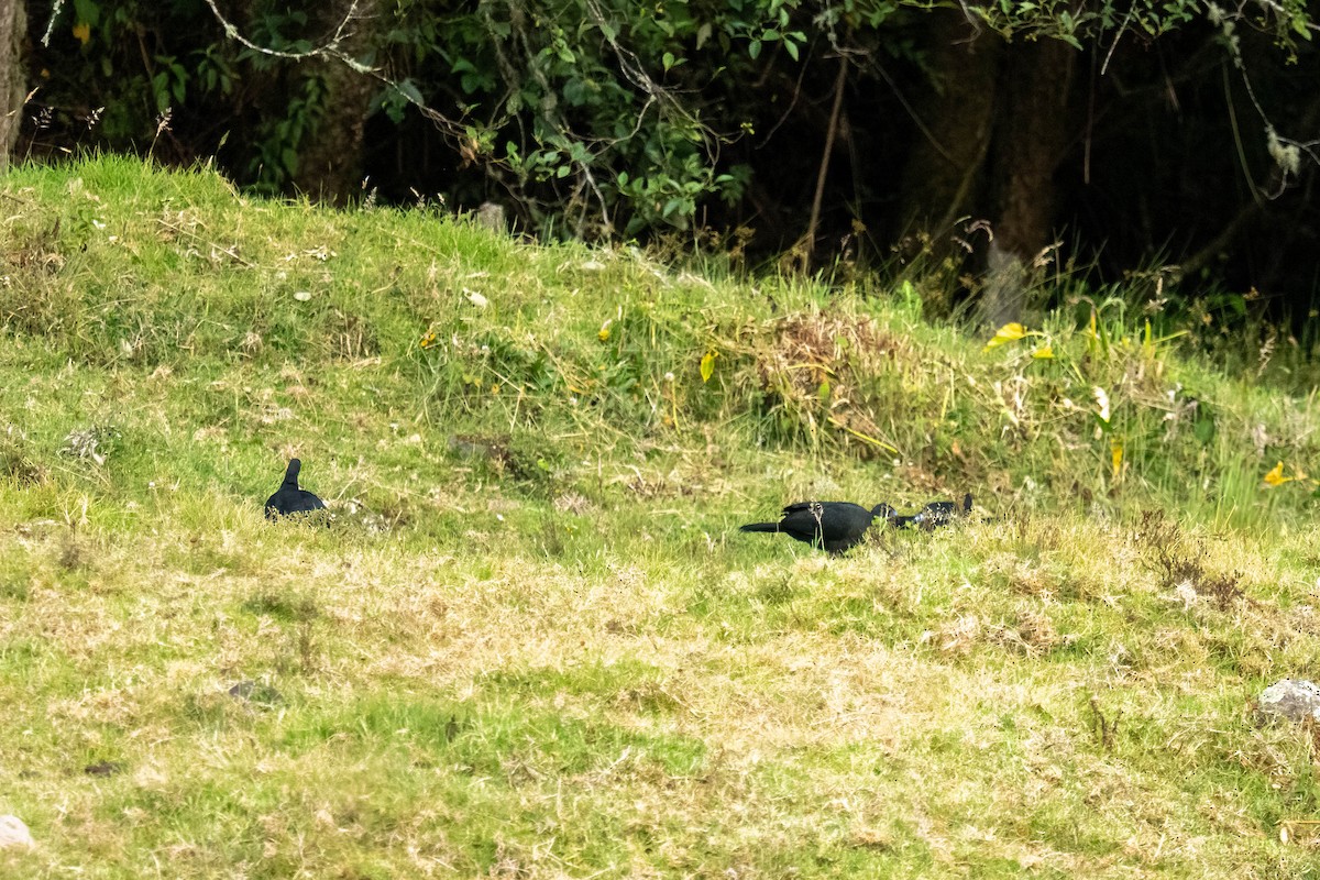 Black Guan - ML637111272