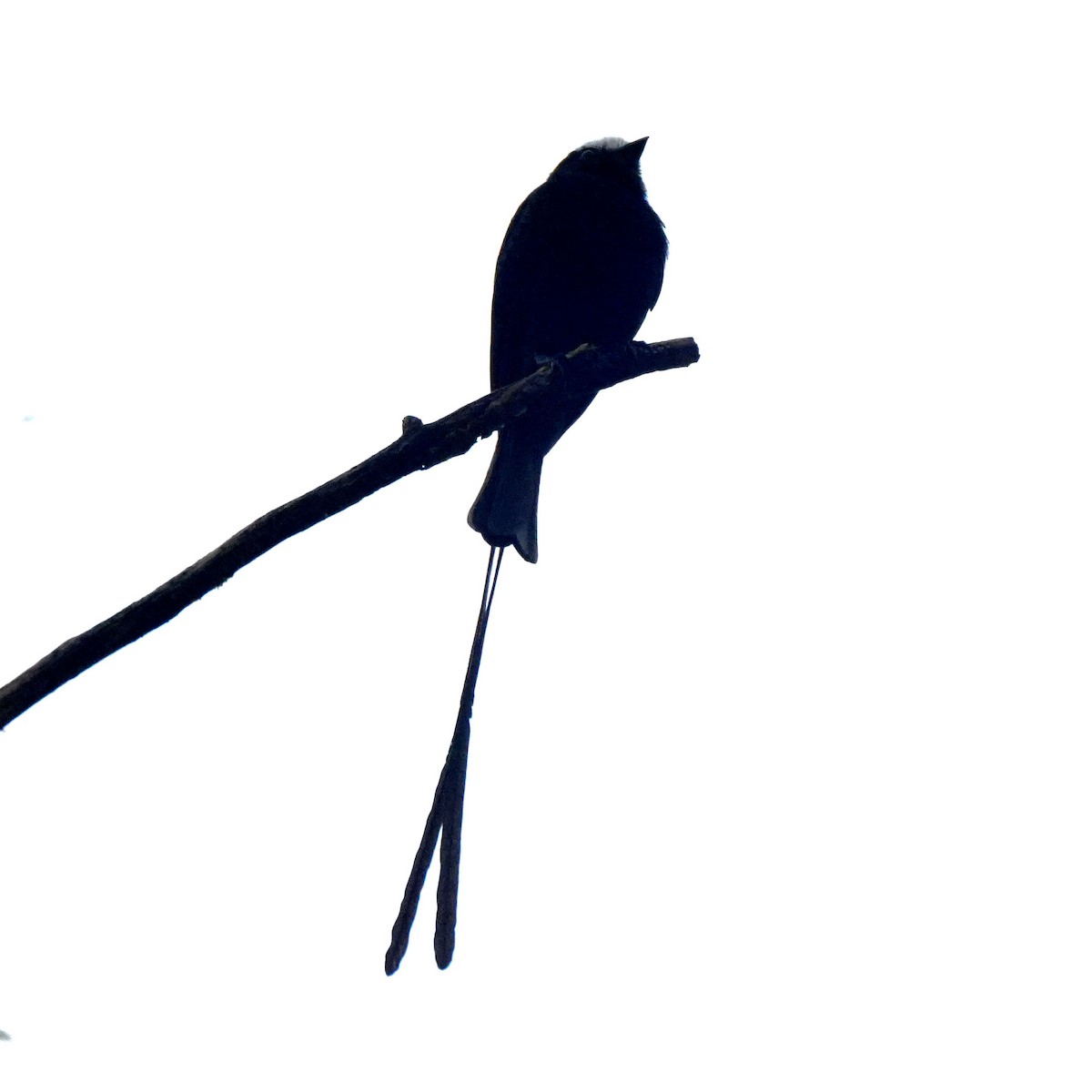Long-tailed Tyrant - ML637111282