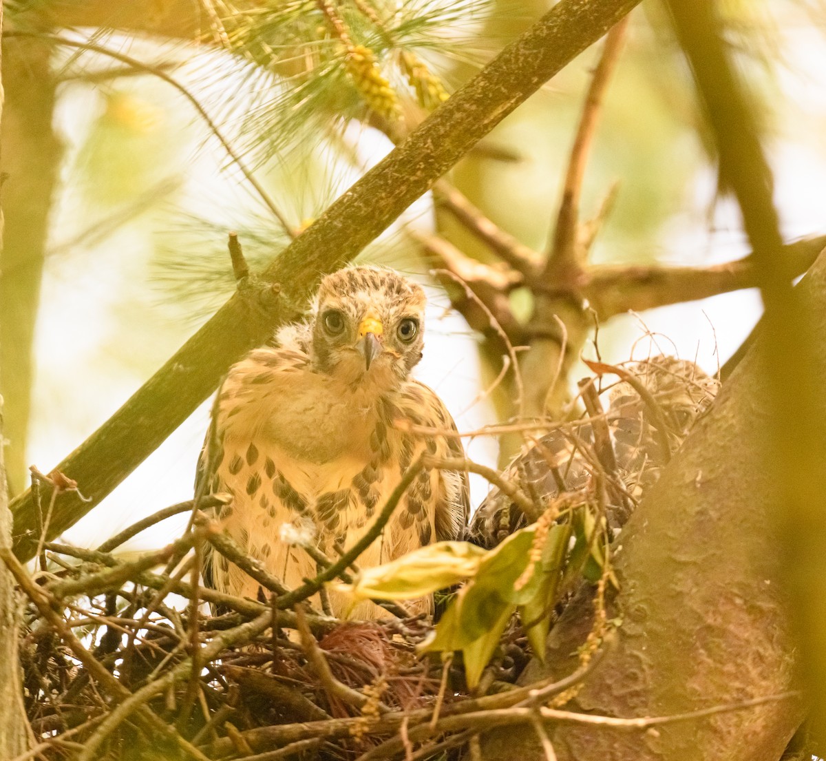 Red-shouldered Hawk - ML637111287