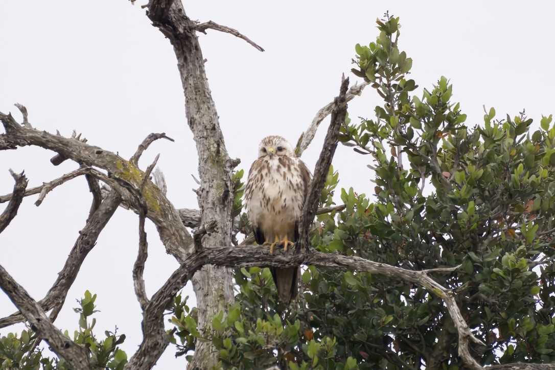 Red-shouldered Hawk - ML637111313