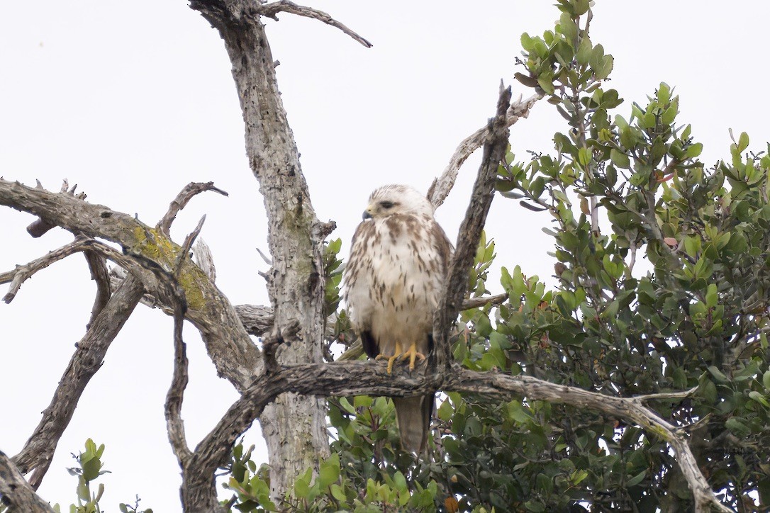 Red-shouldered Hawk - ML637111316