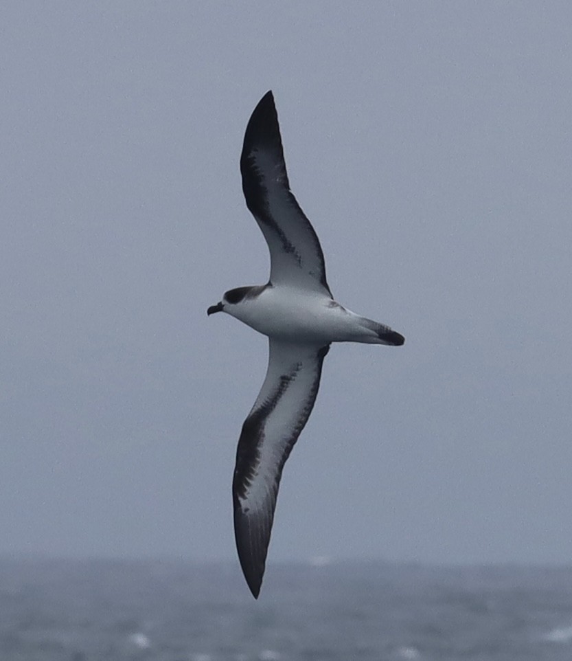 Hawaiian Petrel - ML637111370
