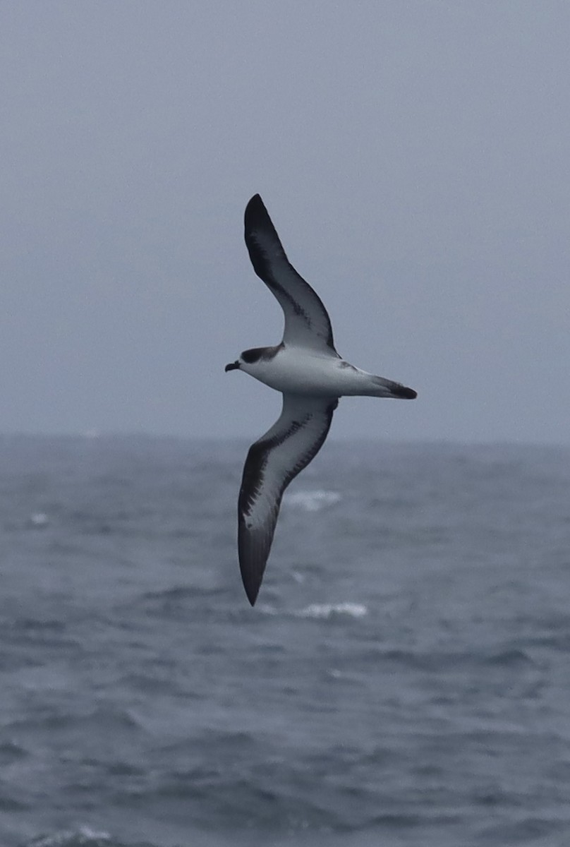 Hawaiian Petrel - ML637111371