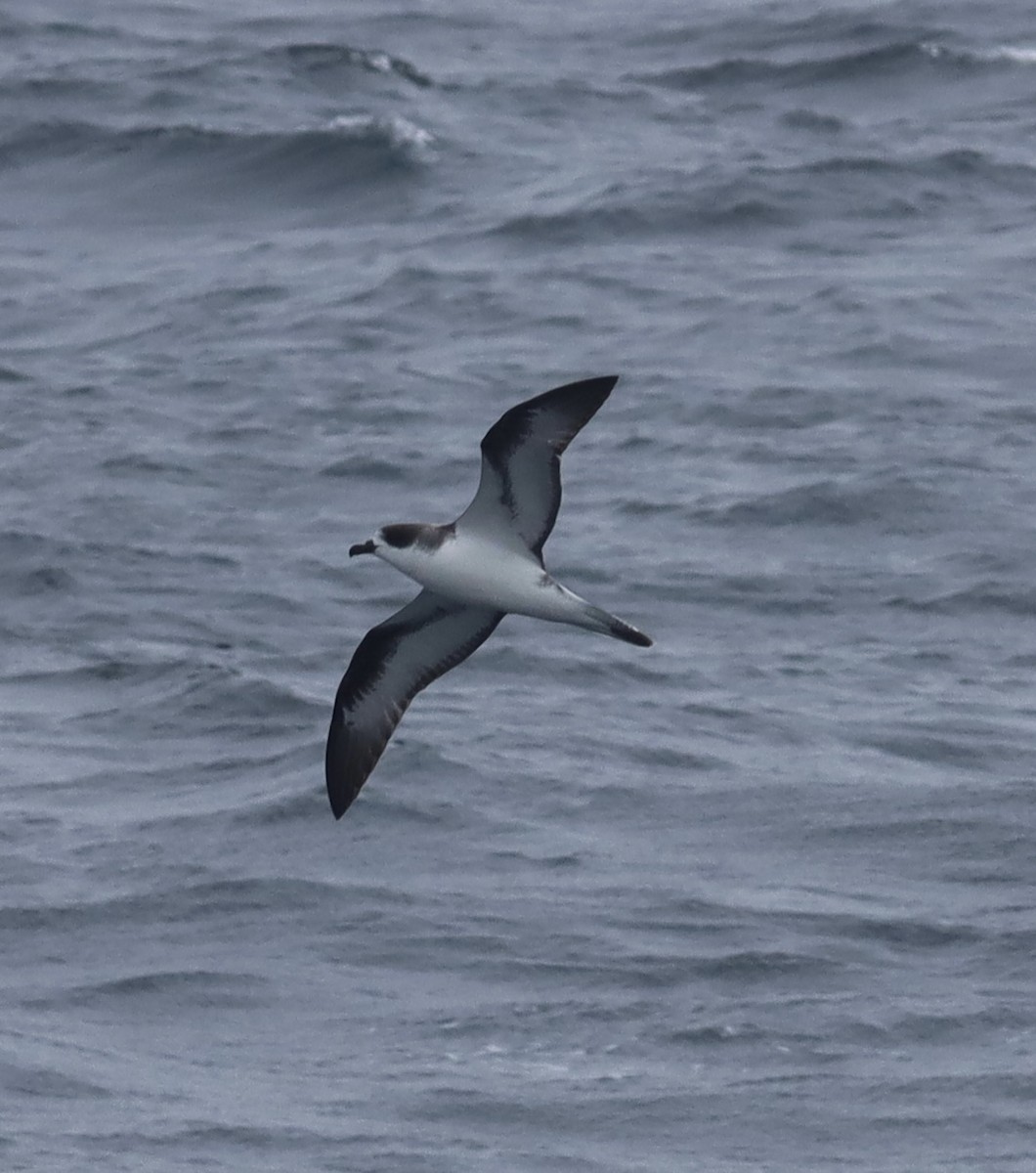 Hawaiian Petrel - ML637111372