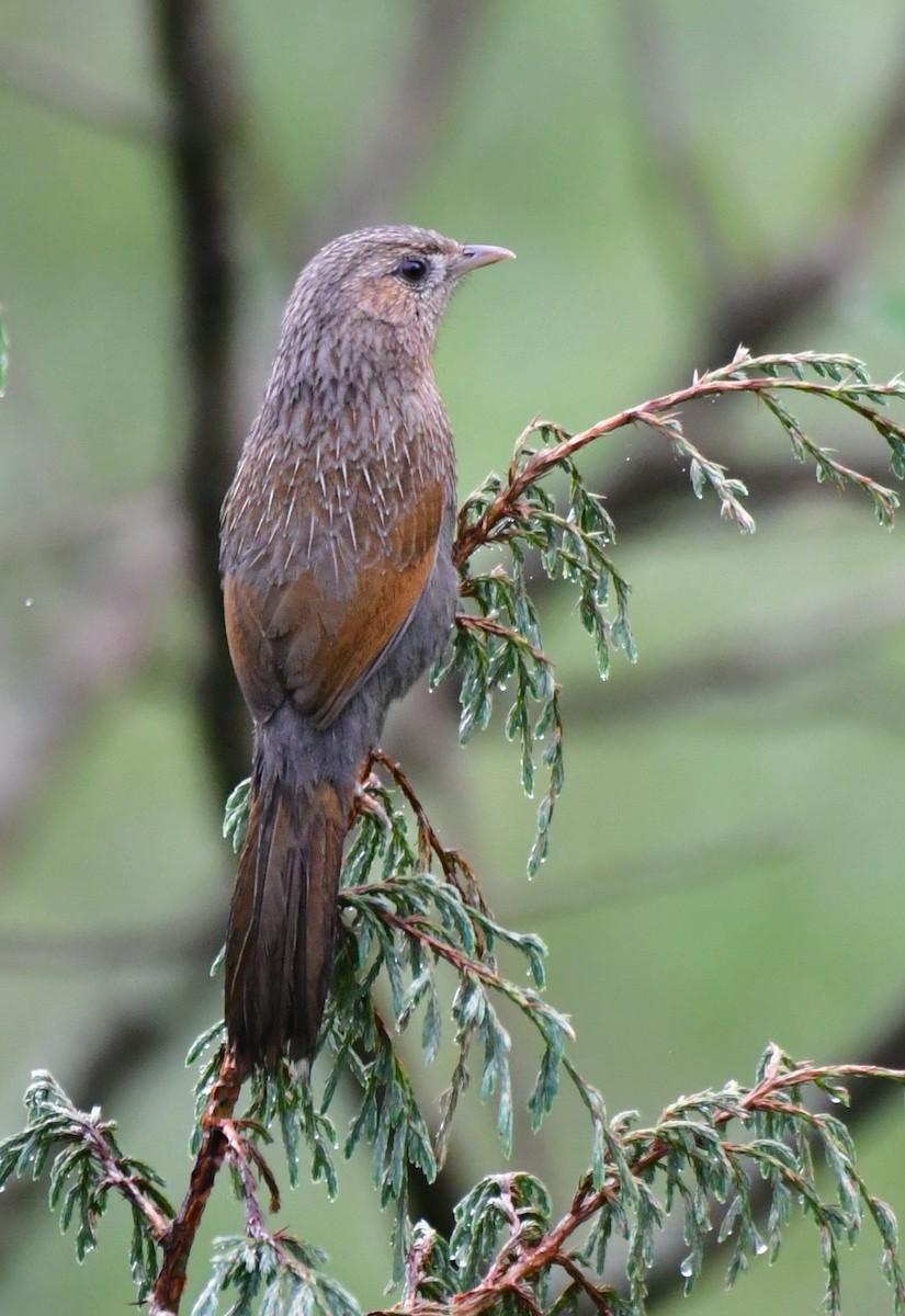 Streaked Laughingthrush - ML637111516