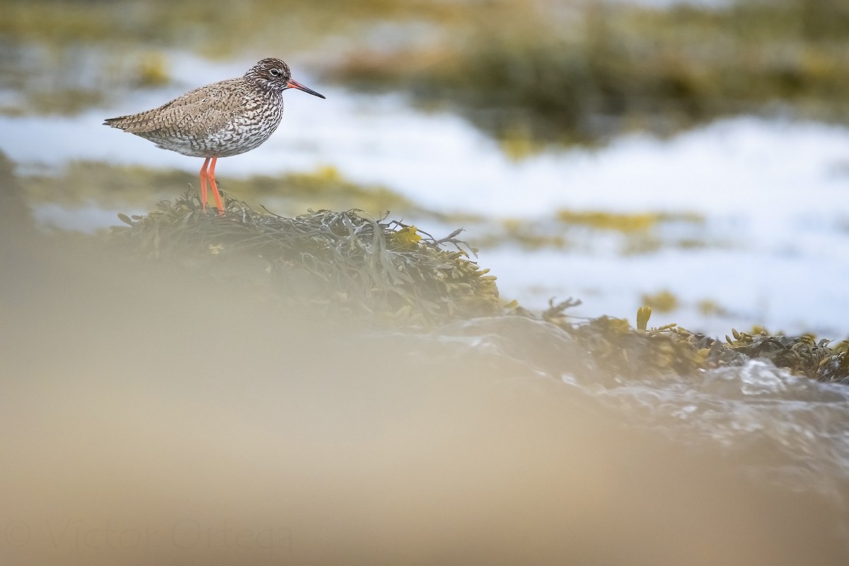Common Redshank - ML637111529