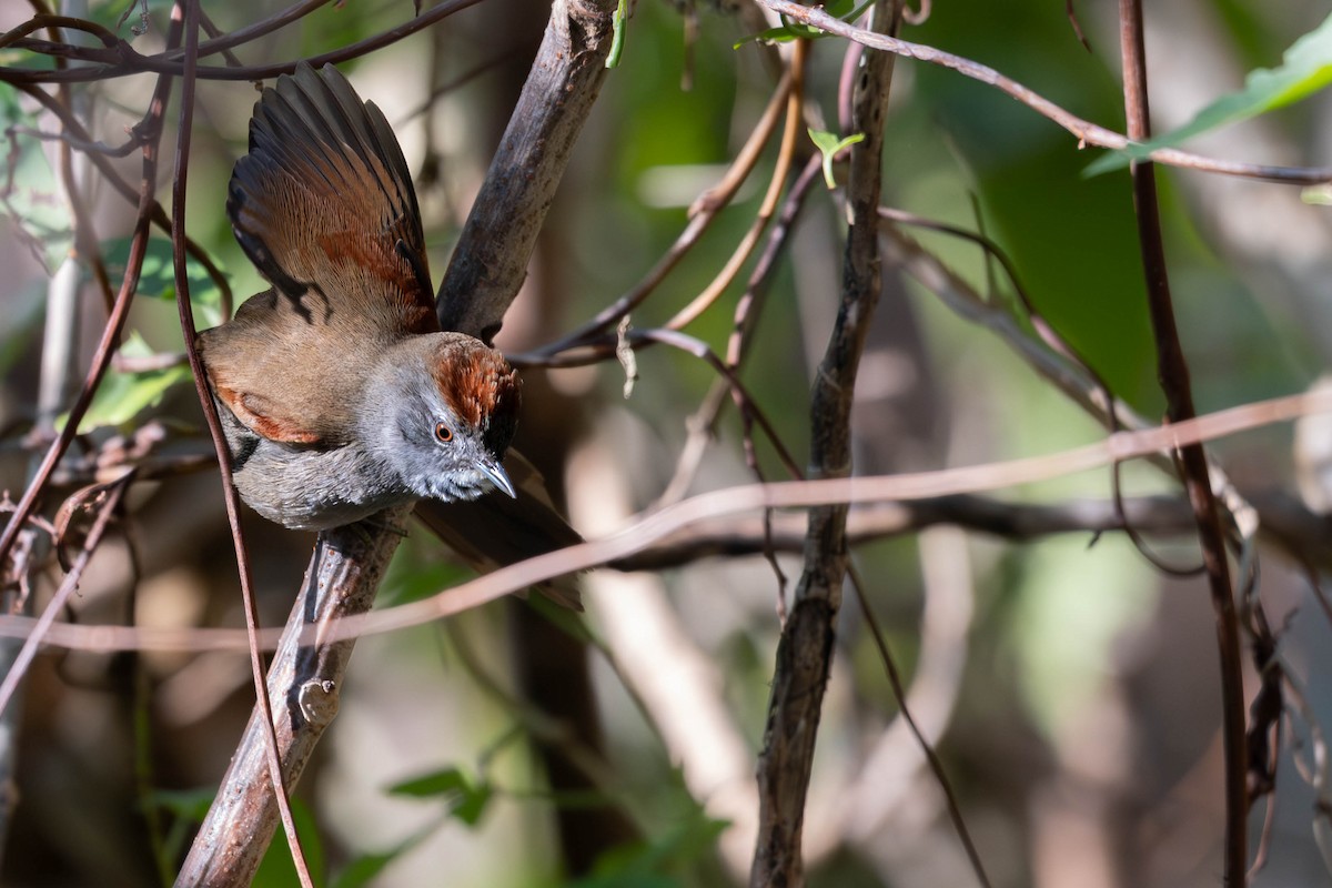 Sooty-fronted Spinetail - ML637111587