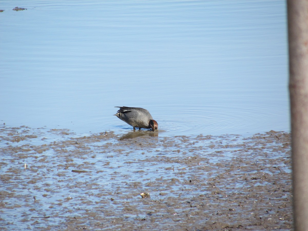 Green-winged Teal (Eurasian) - ML637111616