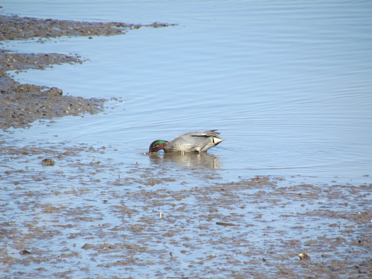 Green-winged Teal (Eurasian) - ML637111617