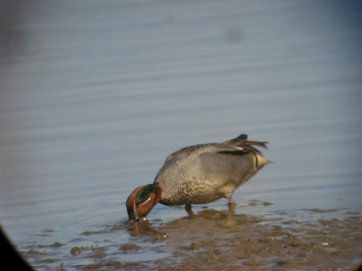 Green-winged Teal (Eurasian) - ML637111626
