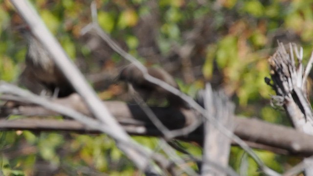 Arrow-marked Babbler - ML637111640