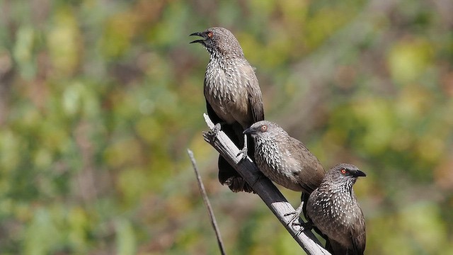 Arrow-marked Babbler - ML637111664