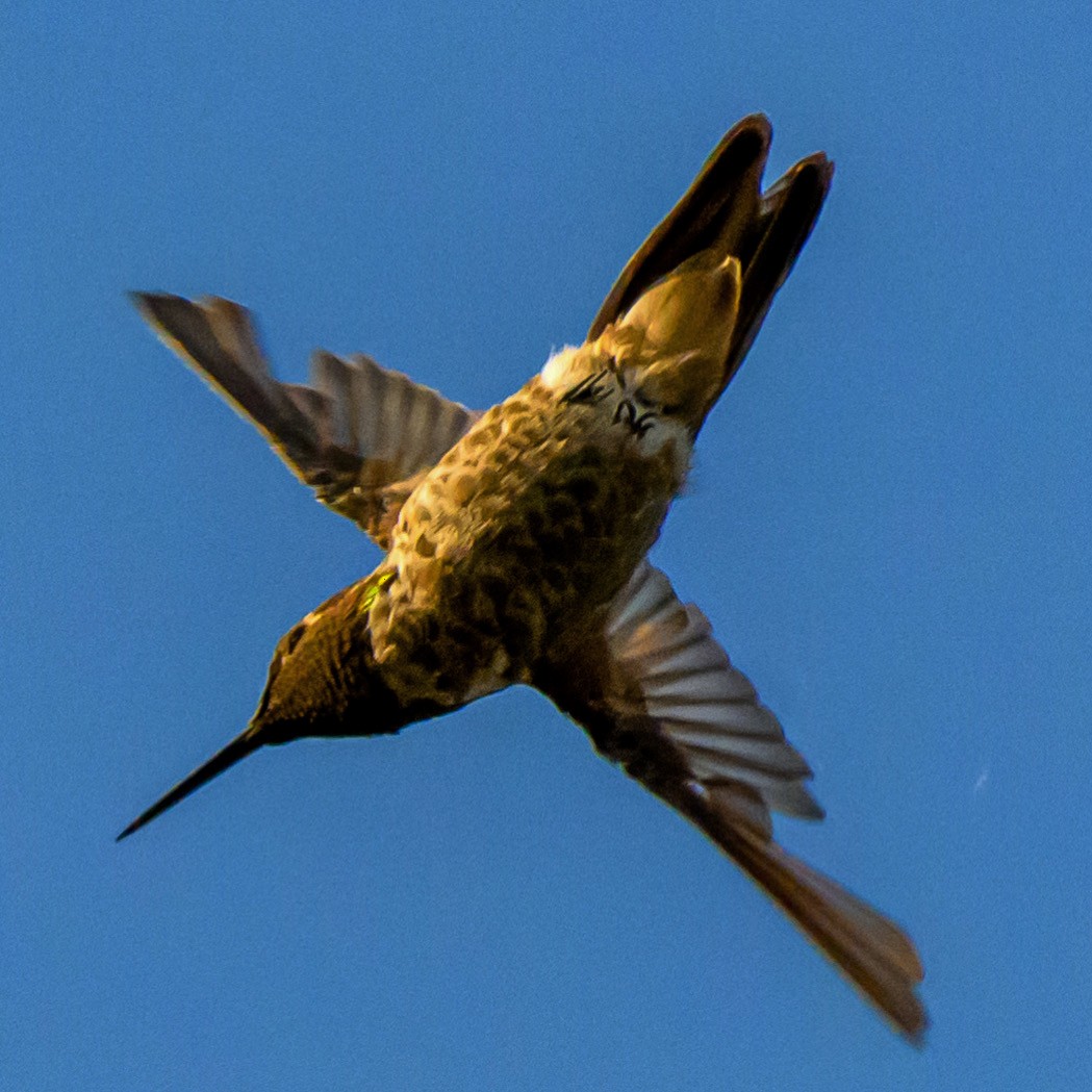 Annakolibri - ML637111746