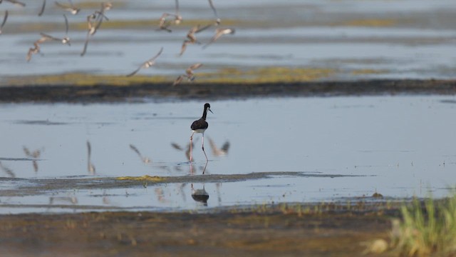 Black-necked Stilt (Black-necked) - ML637111747