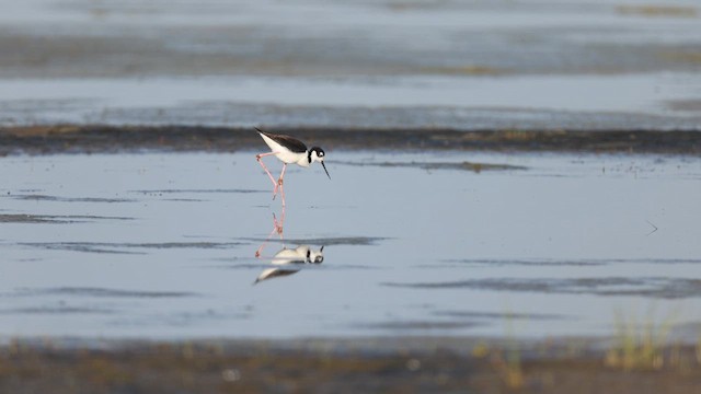 Black-necked Stilt (Black-necked) - ML637111748
