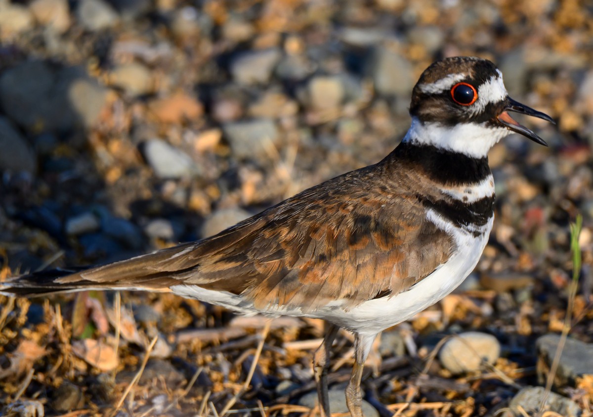 Keilschwanz-Regenpfeifer - ML637111750