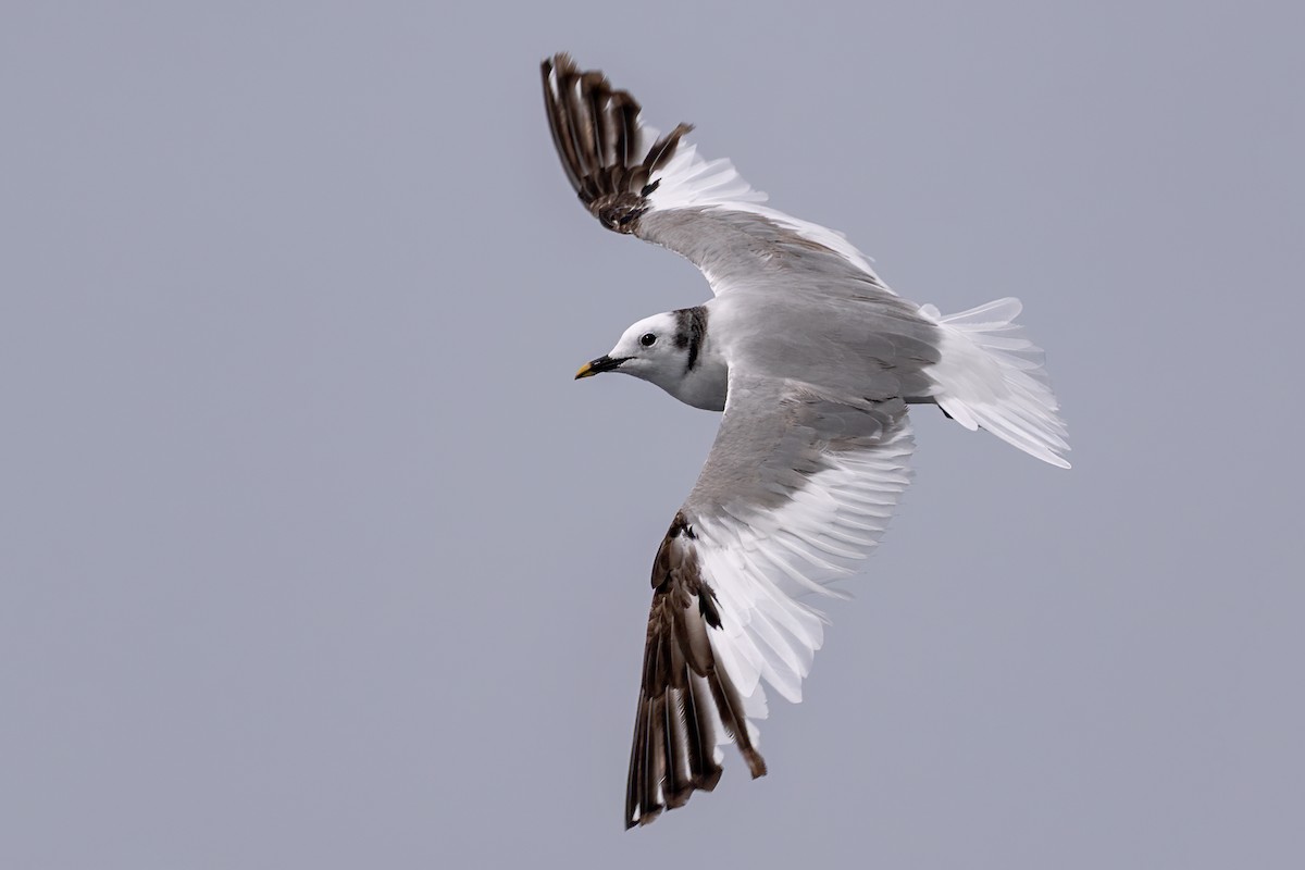 クビワカモメ - ML637111763