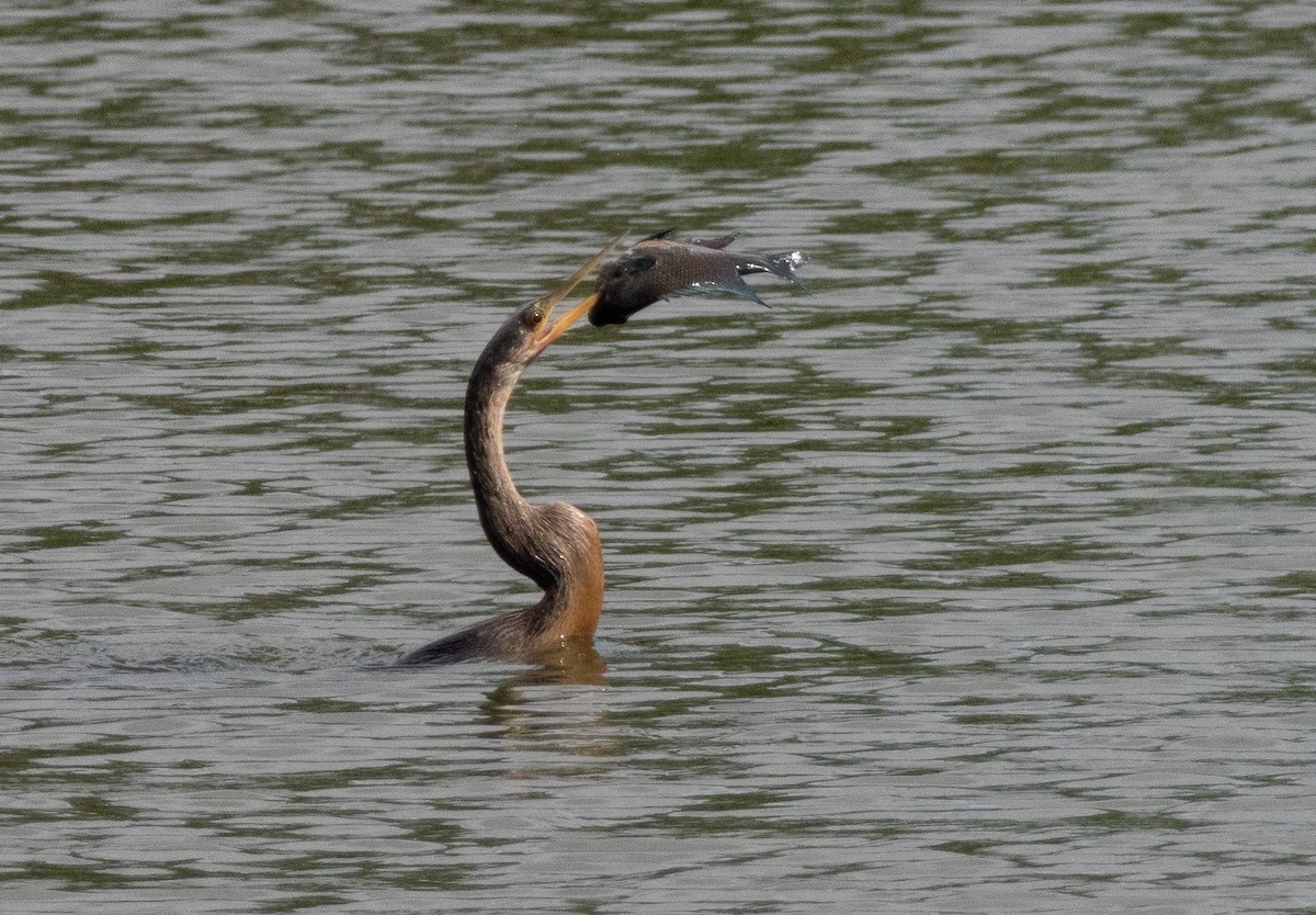 Anhinga - ML637111786