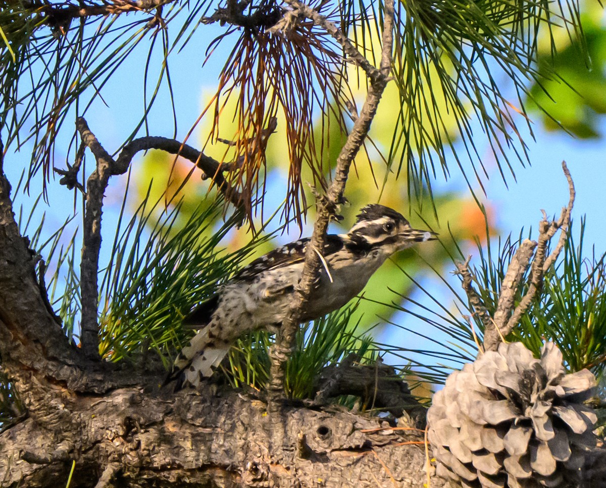 Nuttallspecht - ML637111793