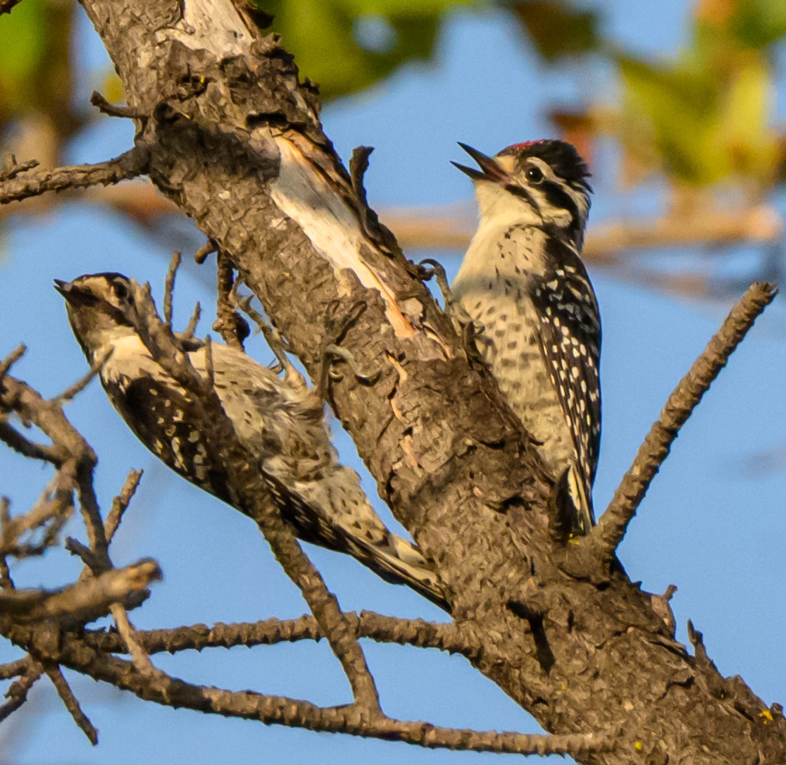 Nuttallspecht - ML637111794