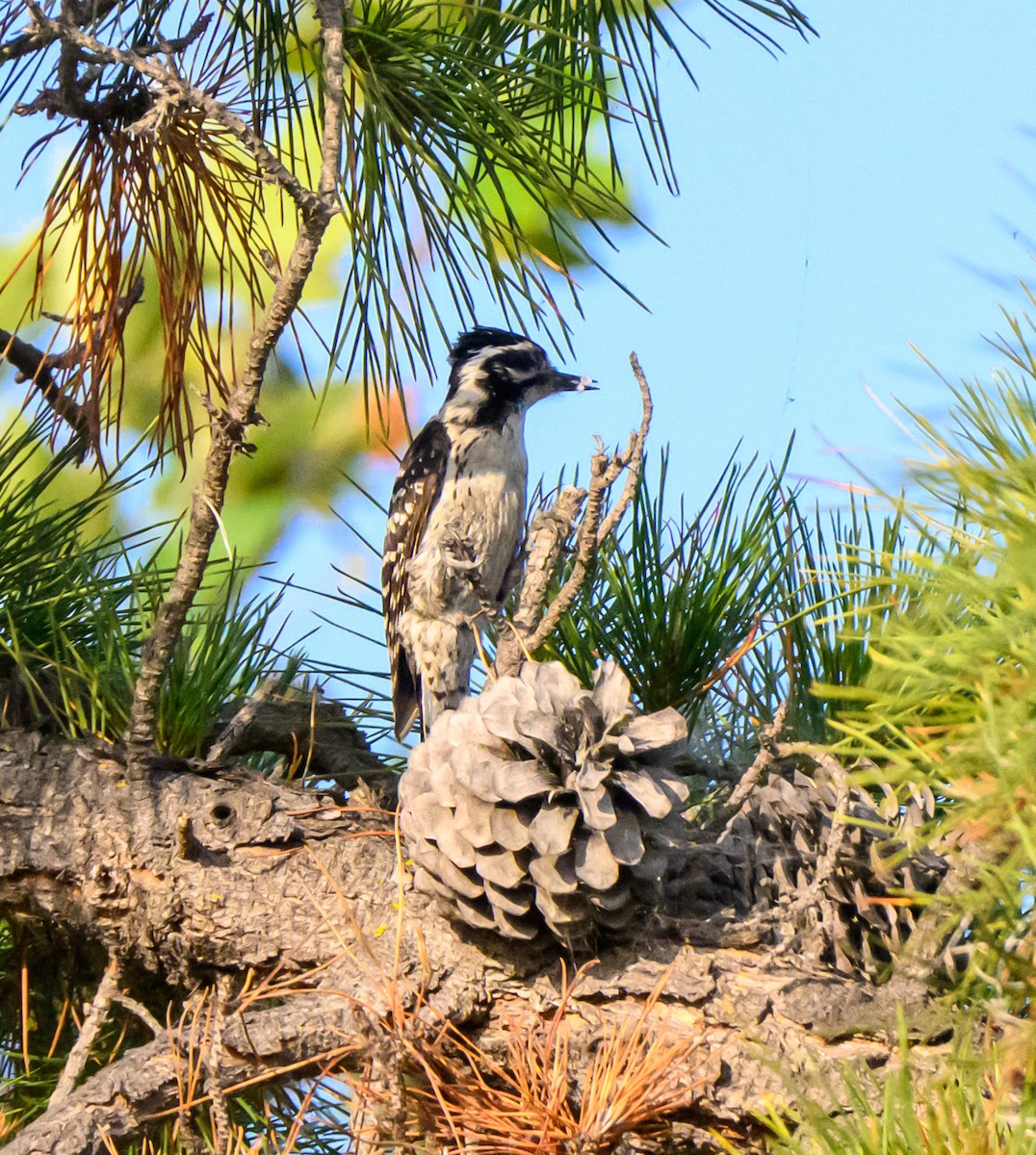 Nuttallspecht - ML637111795