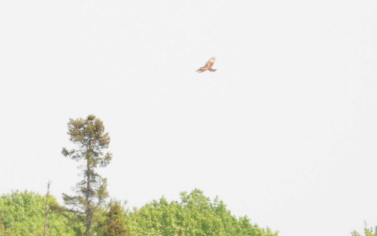 Rough-legged Hawk - ML637111804