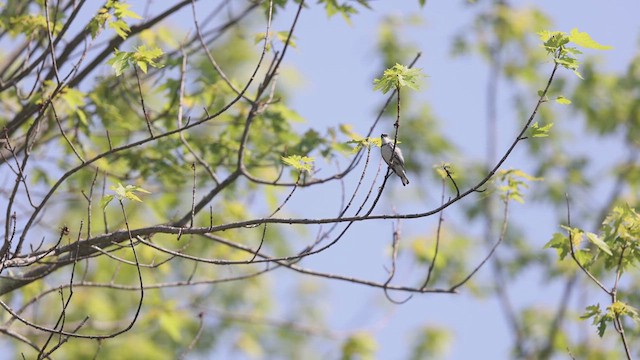 Cerulean Warbler - ML637111807