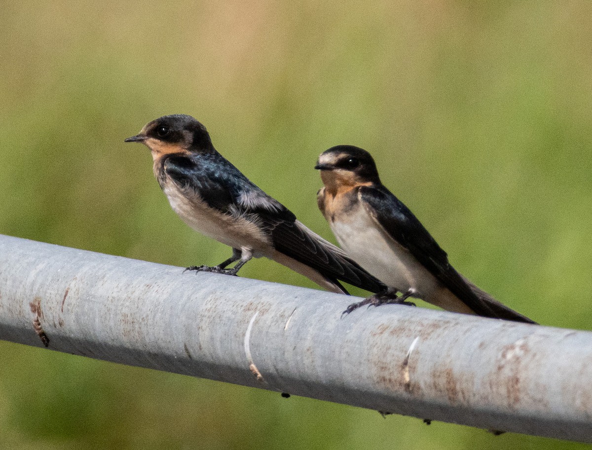 Barn Swallow - ML637111822