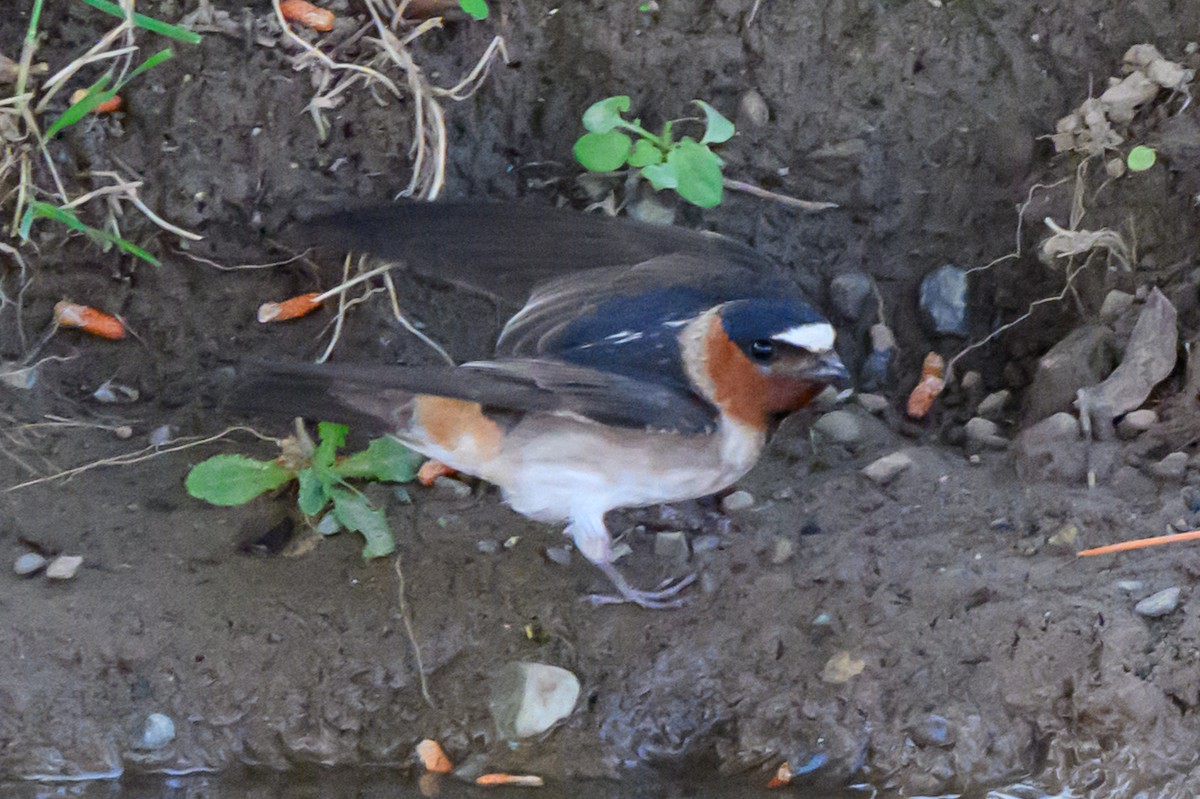 Fahlstirnschwalbe - ML637111856