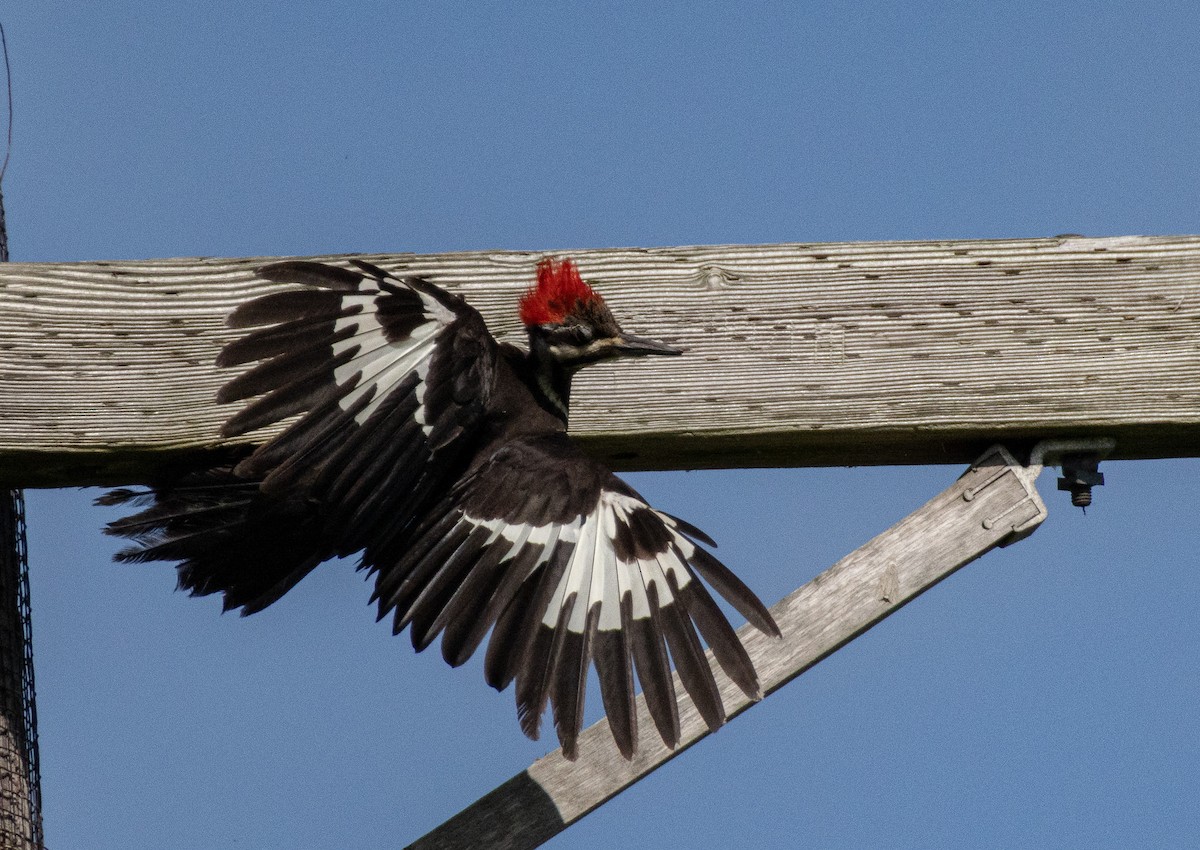 Pileated Woodpecker - ML637111910