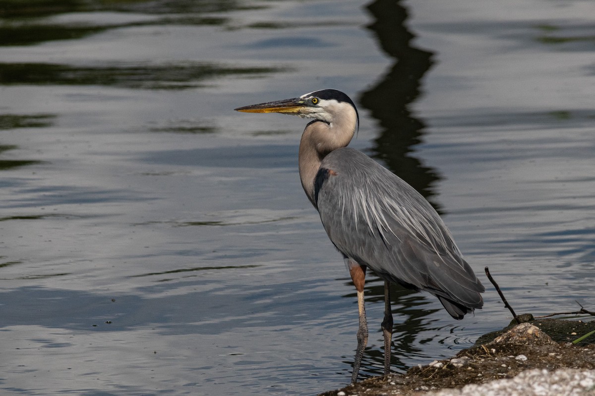 Great Blue Heron - ML637111930