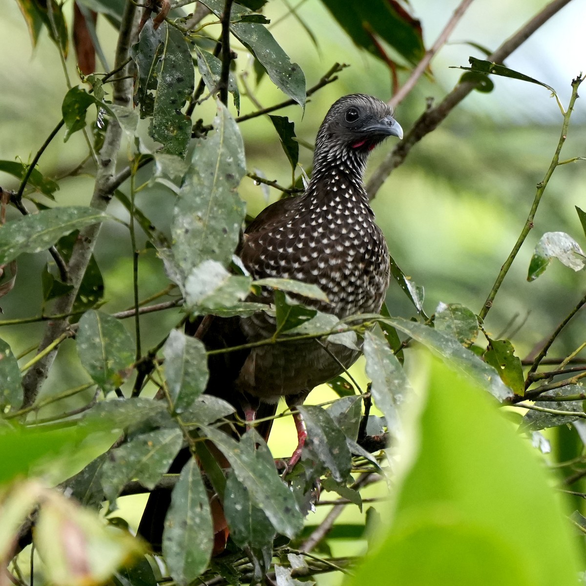 Speckled Chachalaca - ML637112001