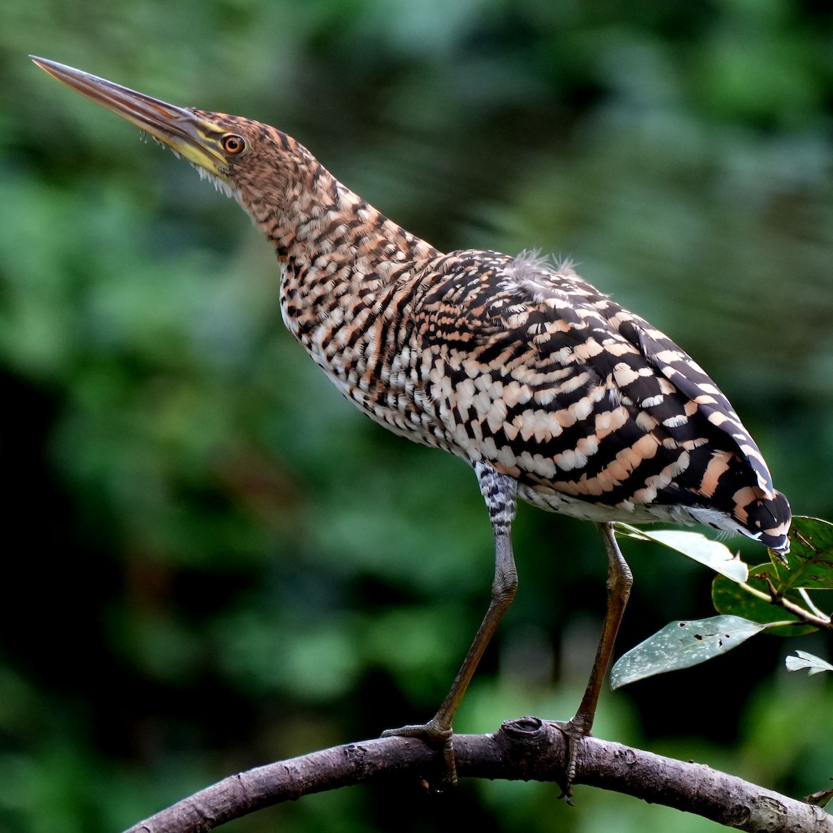 Rufescent Tiger-Heron - ML637112005
