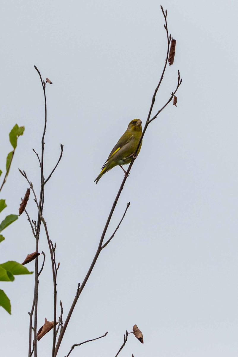 European Greenfinch - ML637112018