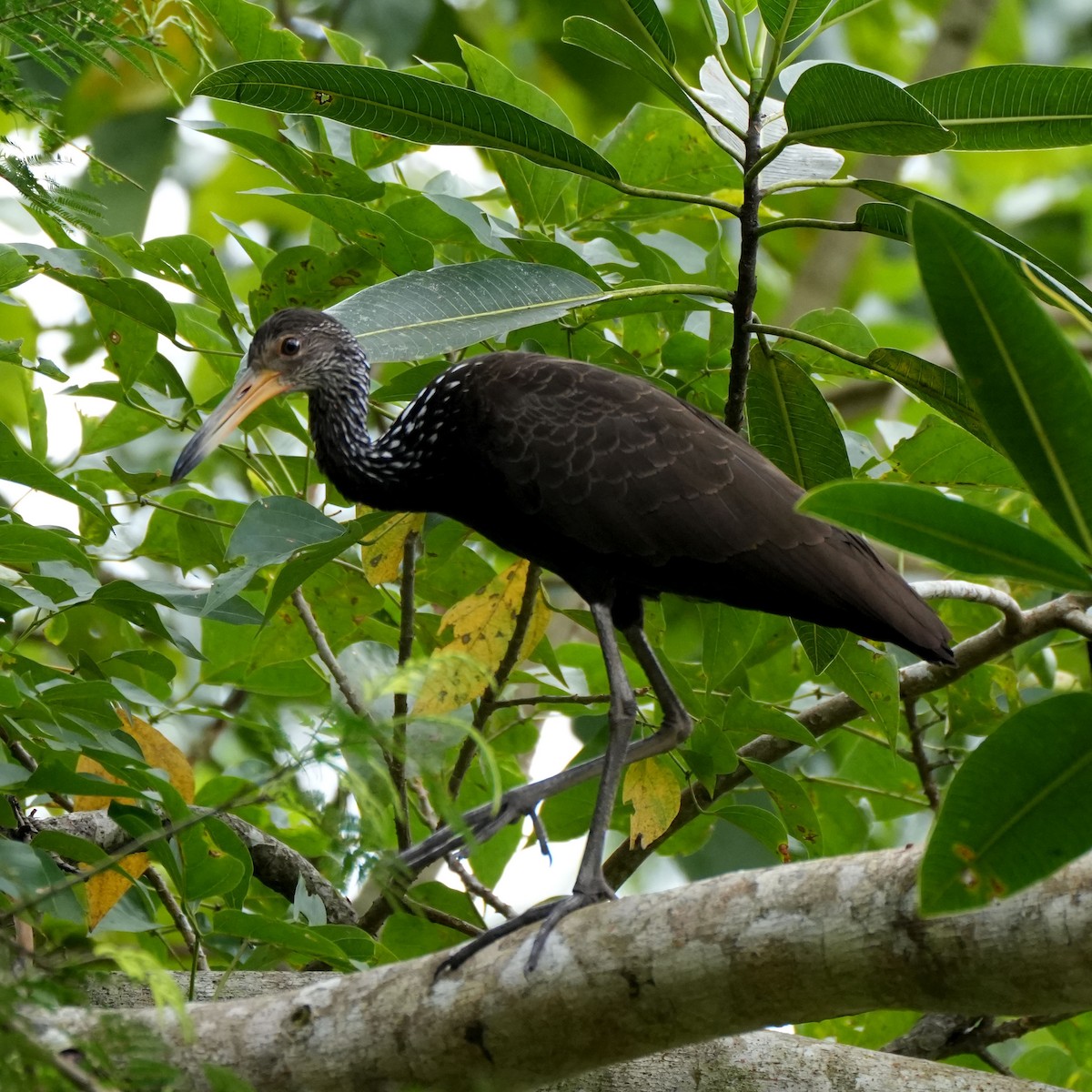 Limpkin - ML637112058
