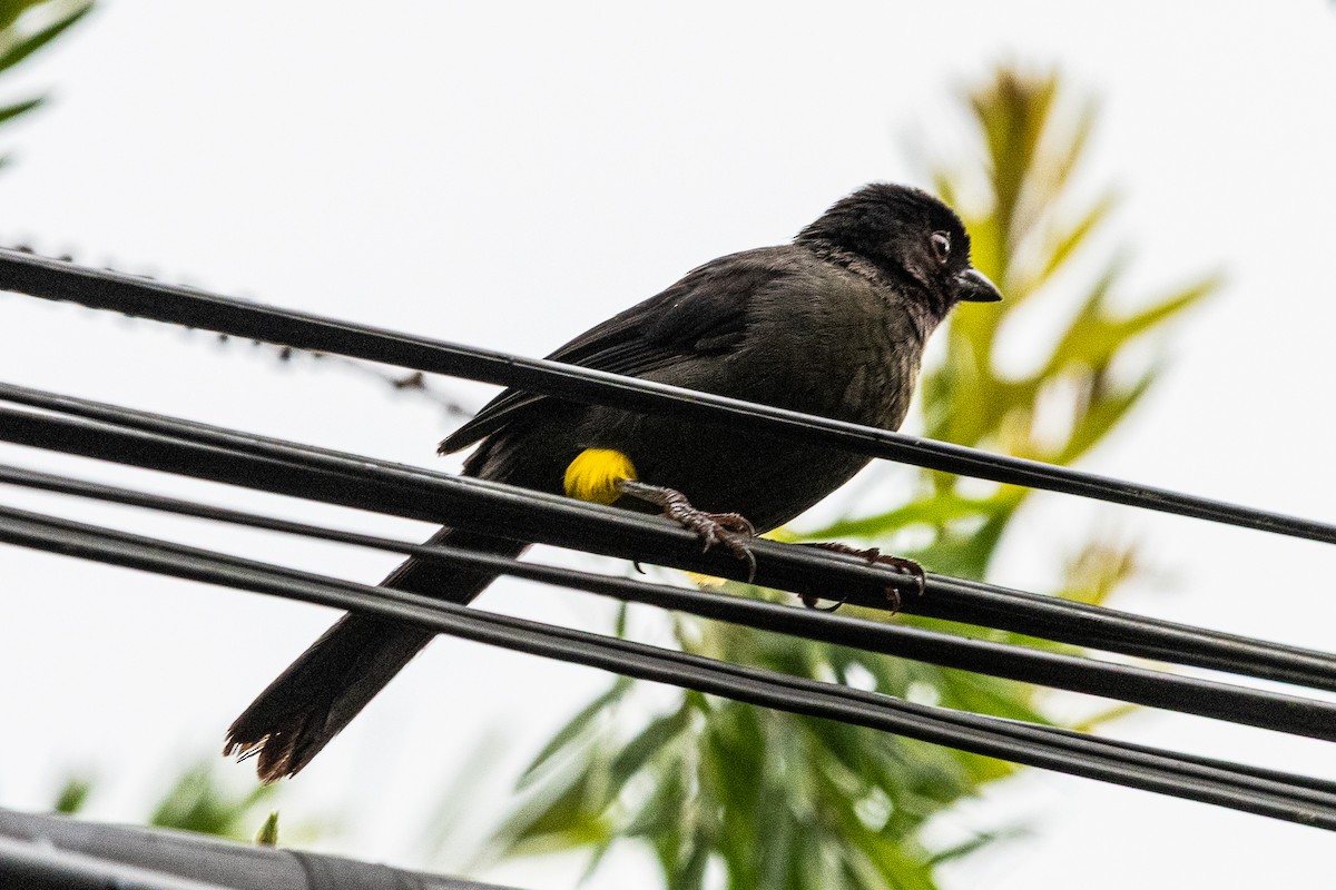 Yellow-thighed Brushfinch - ML637112097