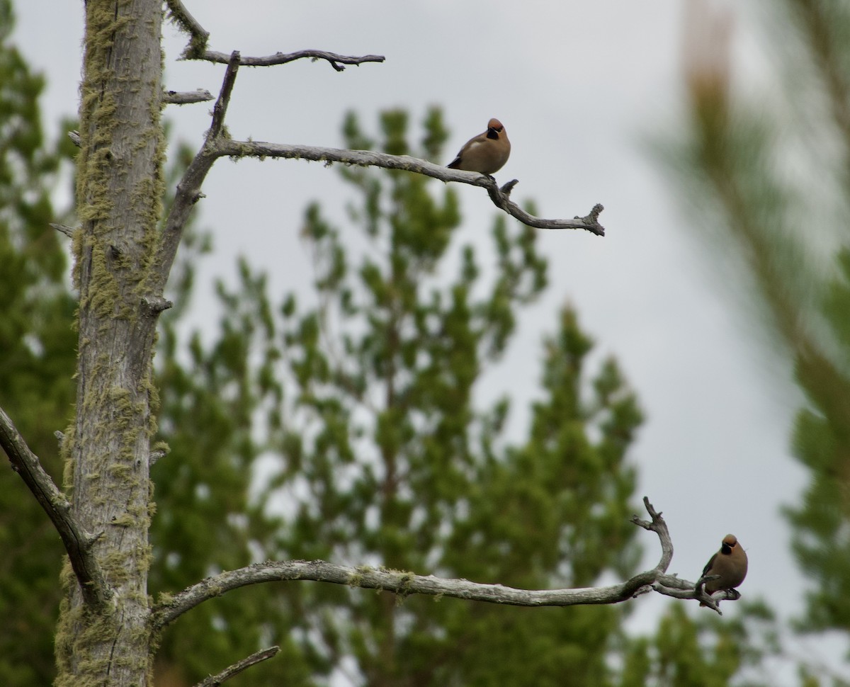 Bohemian Waxwing - ML637112158