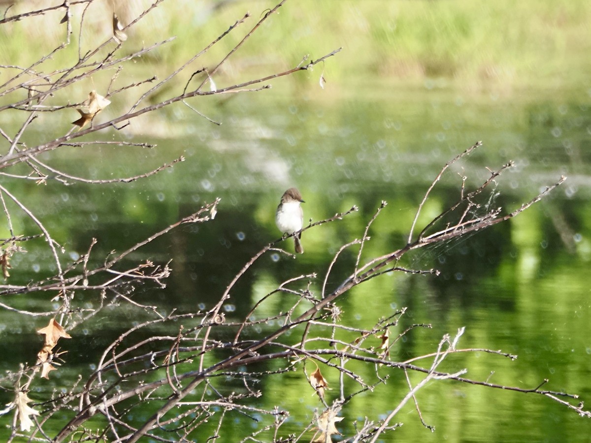 Eastern Phoebe - Thomas Boe