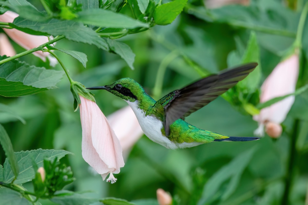 Black-eared Fairy - ML637112220