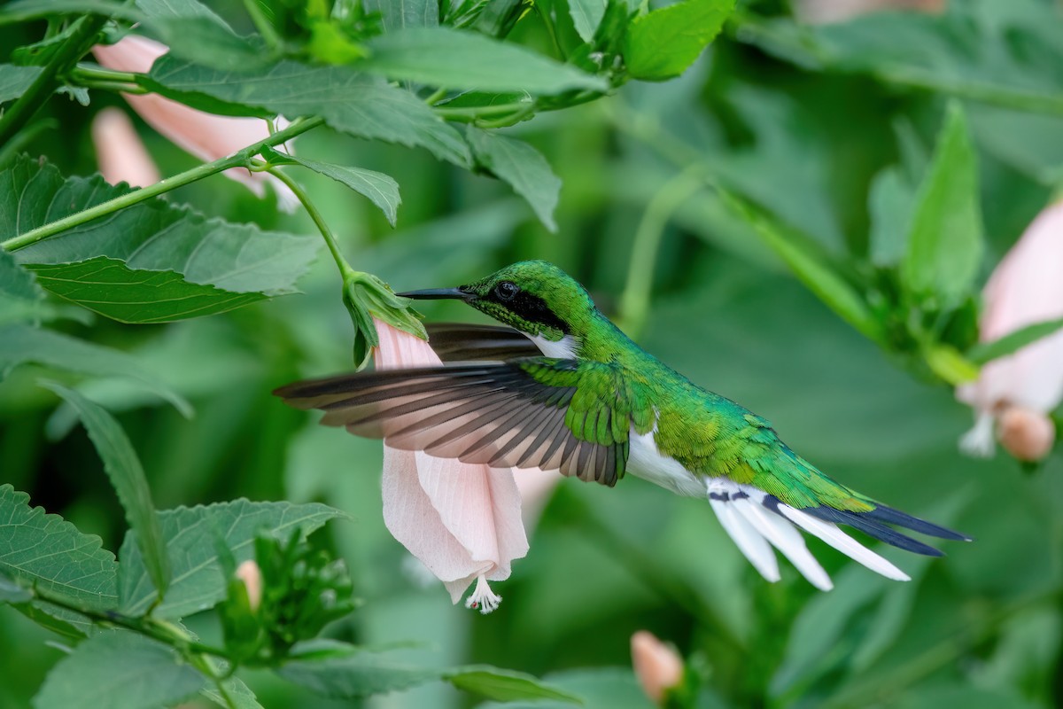 Black-eared Fairy - ML637112221