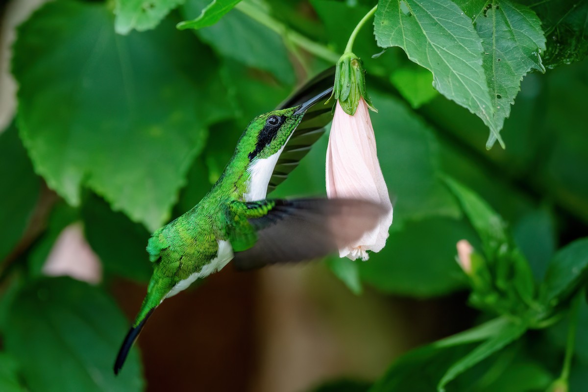 Black-eared Fairy - ML637112222