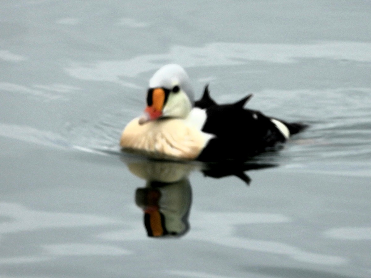 King Eider - ML637112334