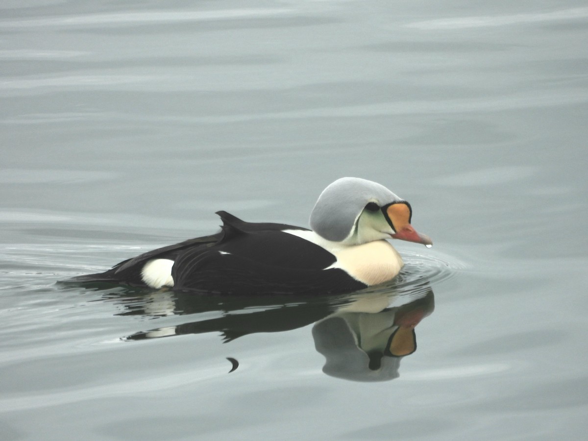 King Eider - ML637112337