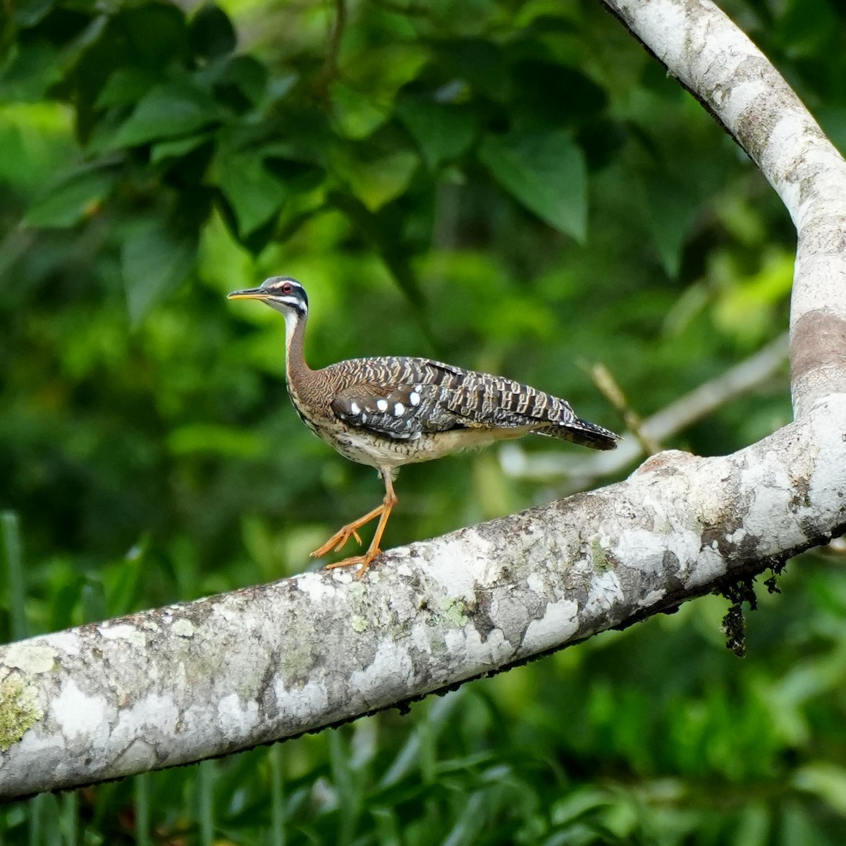 Sunbittern - ML637112457