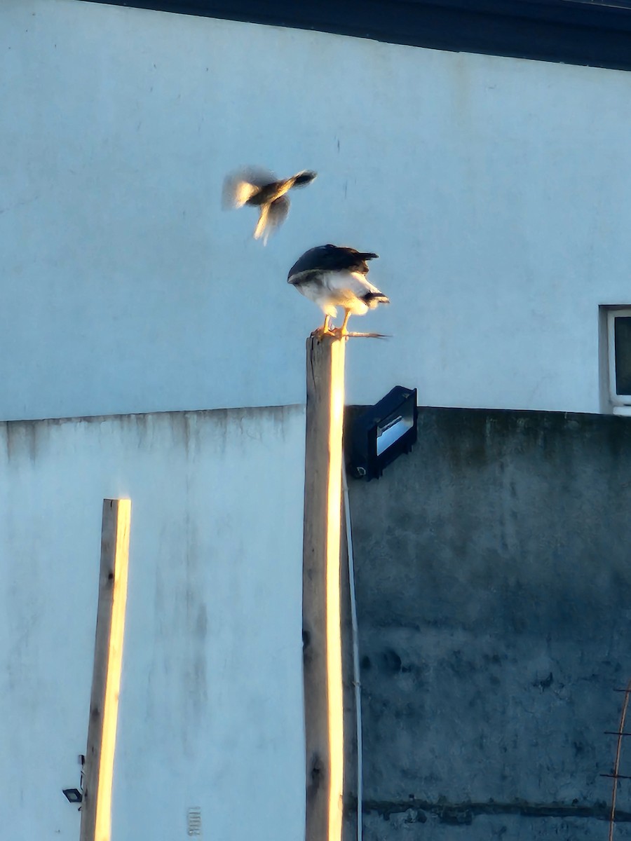 Variable Hawk - ML637112587