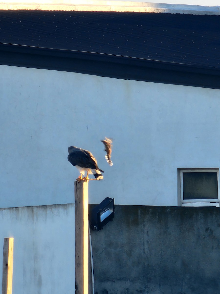 Variable Hawk - ML637112588